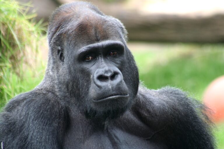 Eyes of gorilla Eyes of gorilla