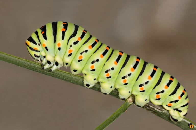 Papilio Machaon Caterpillar Papilio Machaon Caterpillar