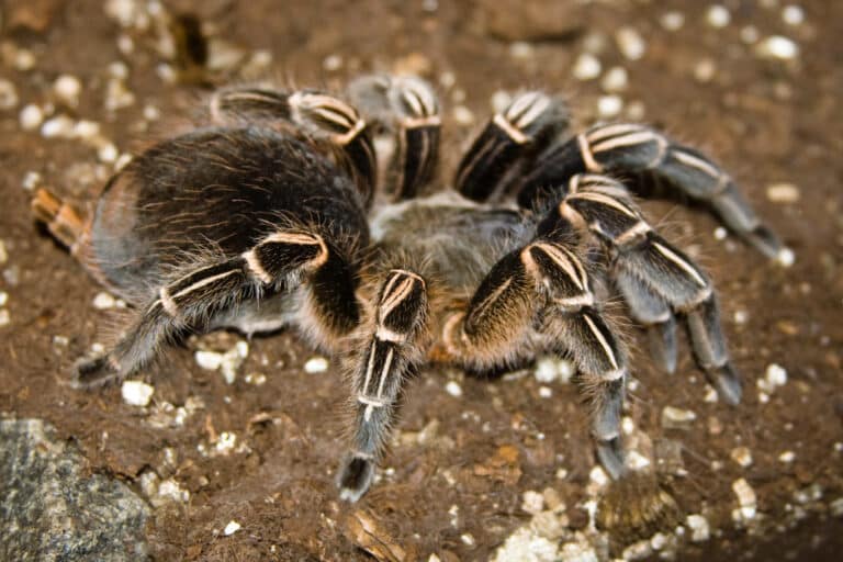 CD447 Costa Rican Zebra Tarantula Zebra Tarantula