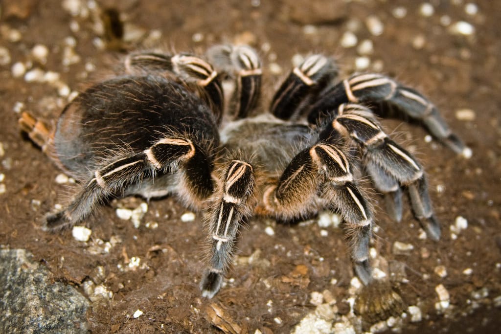CD447 Costa Rican Zebra Tarantula  Zebra Tarantula