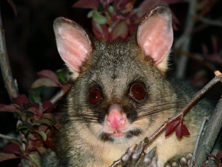 Brush tail possum 4-colour corr