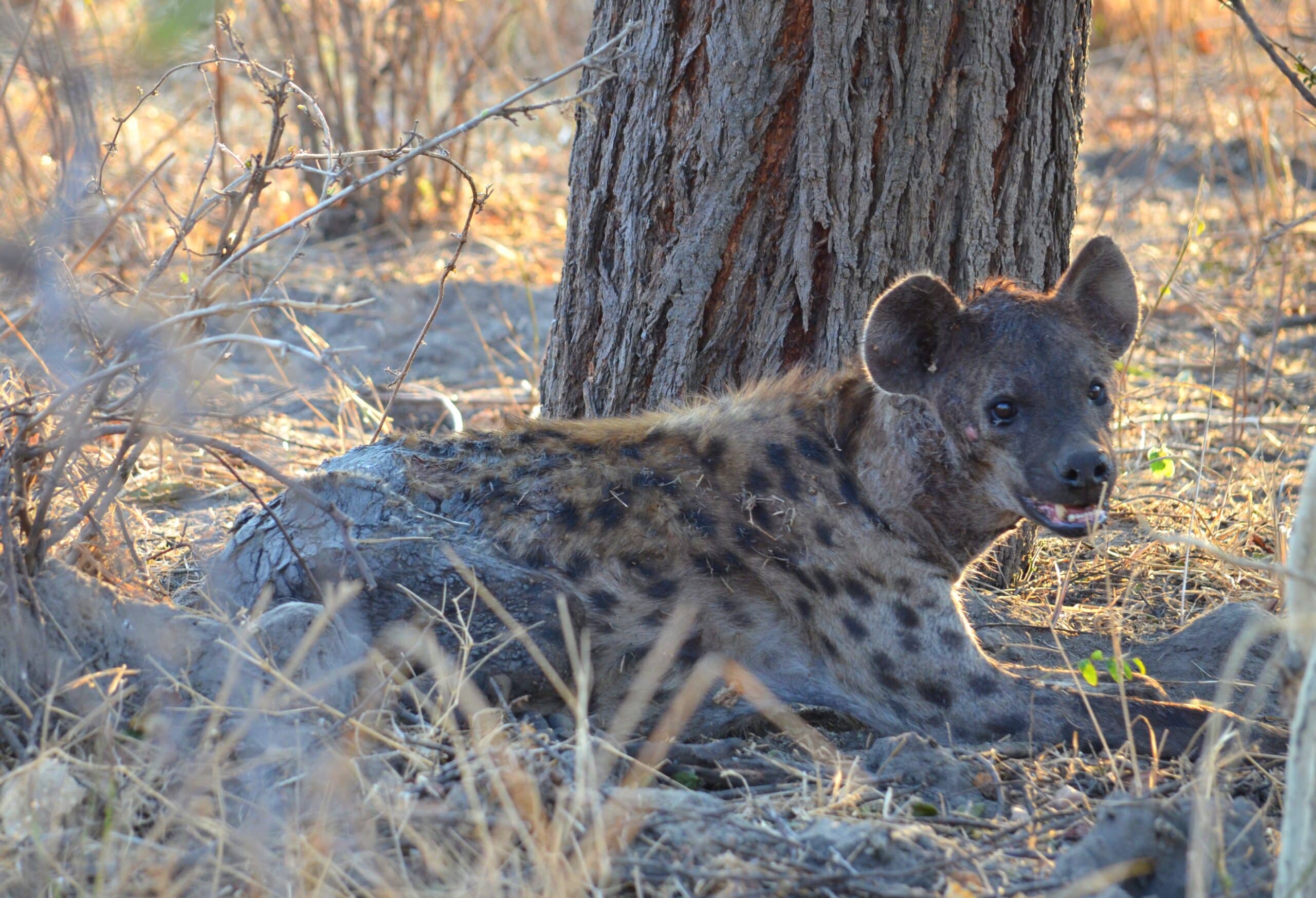 Hyena (8063485657) Hyena (8063485657)