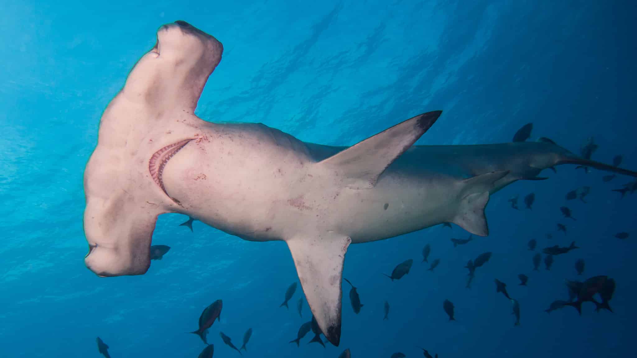 Scalloped Hammerhead Shark Sphyrna Lewini Scalloped Hammerhead Shark Sphyrna Lewini Hammerhead Shark