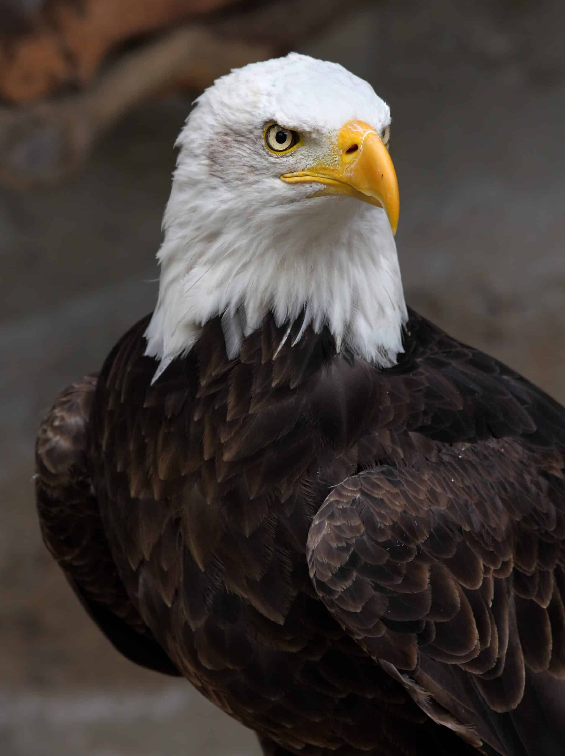Weisskopf Seeadler haliaeetus leucocephalus 8 amk Weisskopf Seeadler haliaeetus leucocephalus 8 amk