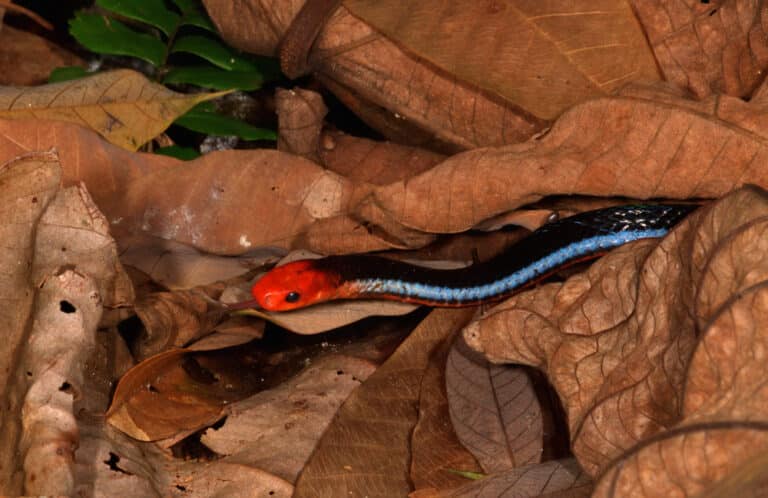 File:Blue Malayan Coral Snake from Singapore.jpg File:Blue Malayan Coral Snake from Singapore.jpg