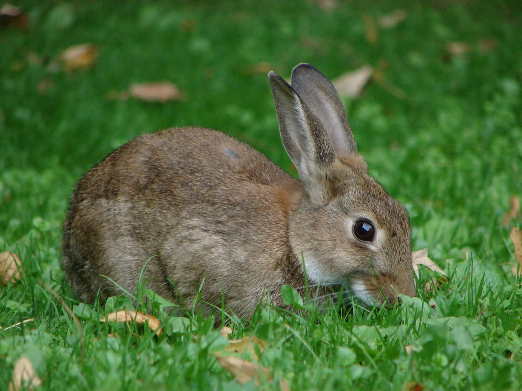 Oryctolagus cuniculus