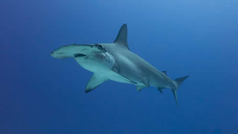 Scalloped Hammerhead Shark (Sphyrna lewini) Scalloped Hammerhead Shark (Sphyrna lewini)