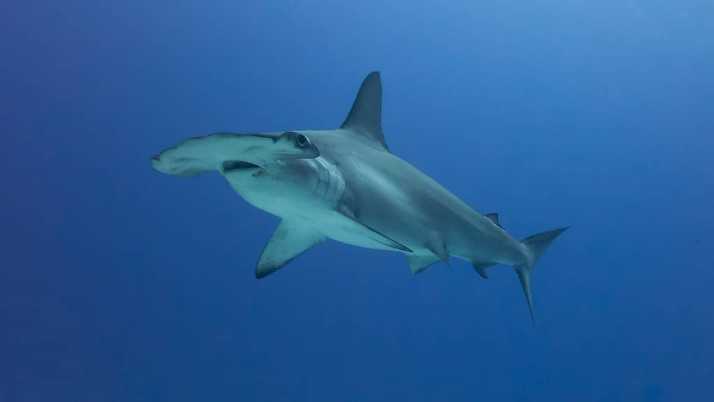 Scalloped Hammerhead Shark (Sphyrna lewini) Scalloped Hammerhead Shark (Sphyrna lewini)