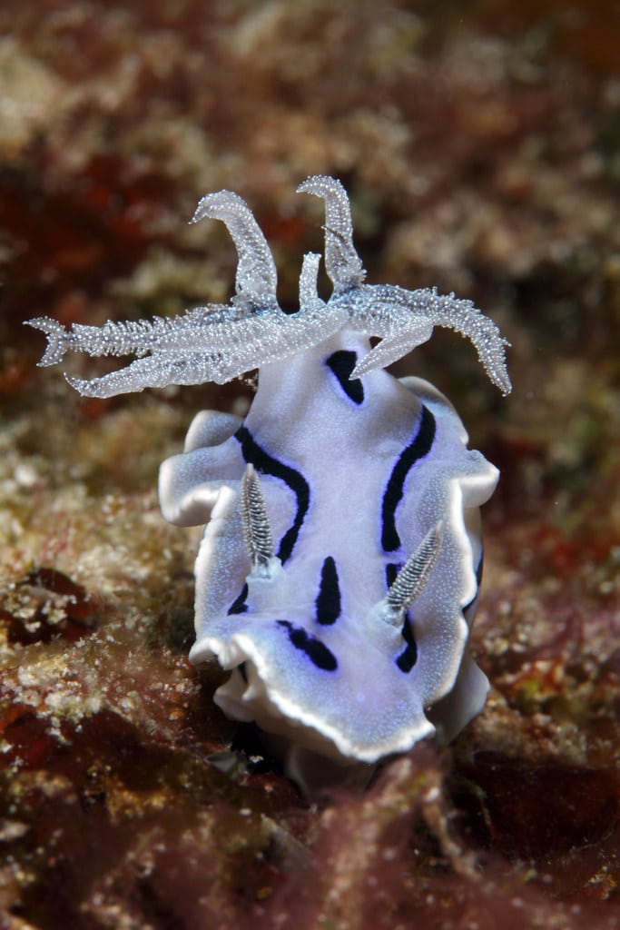 Chromodoris willani Chromodoris willani