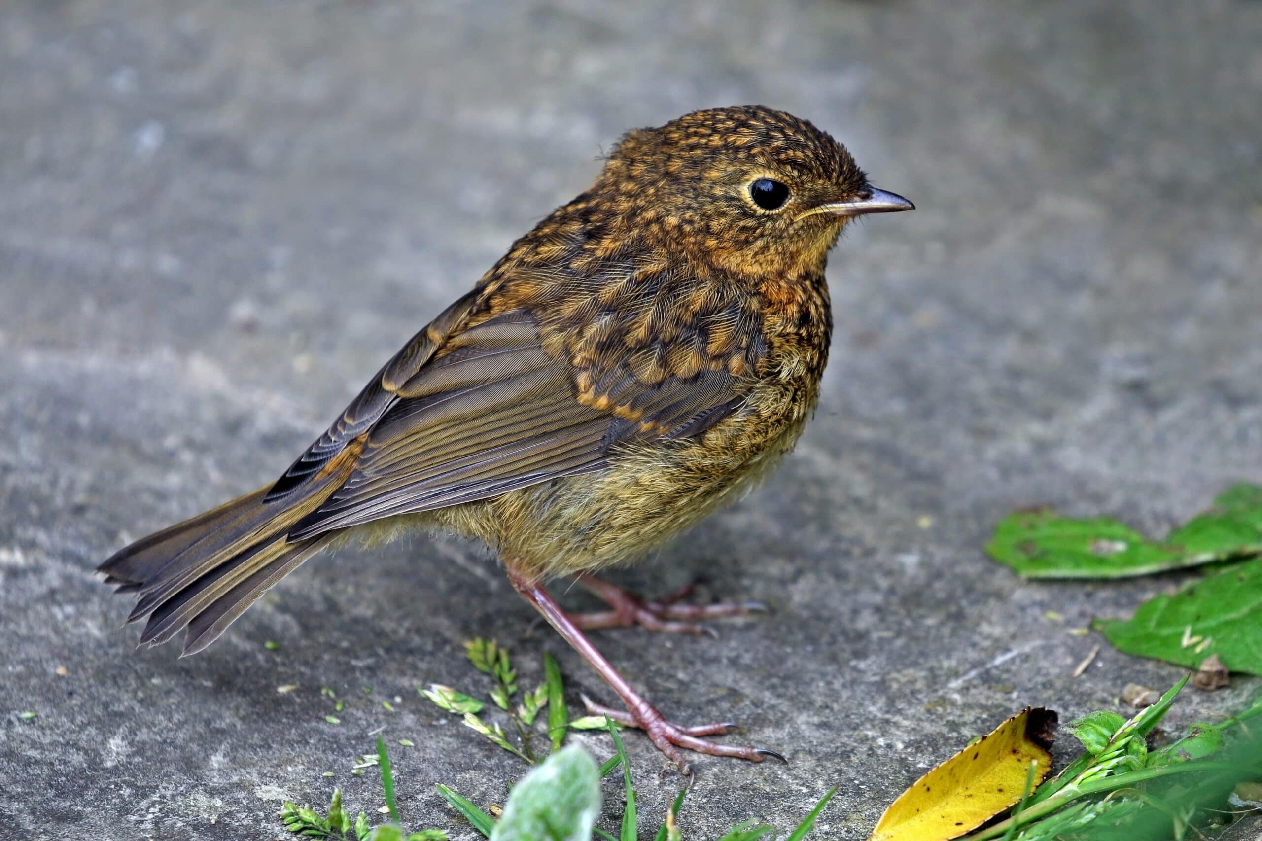 File:European robin (Erithacus rubecula) juvenile.jpg File:European robin (Erithacus rubecula) juvenile.jpg
