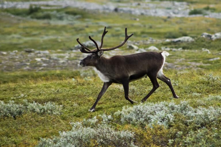 Strolling reindeer Strolling reindeer