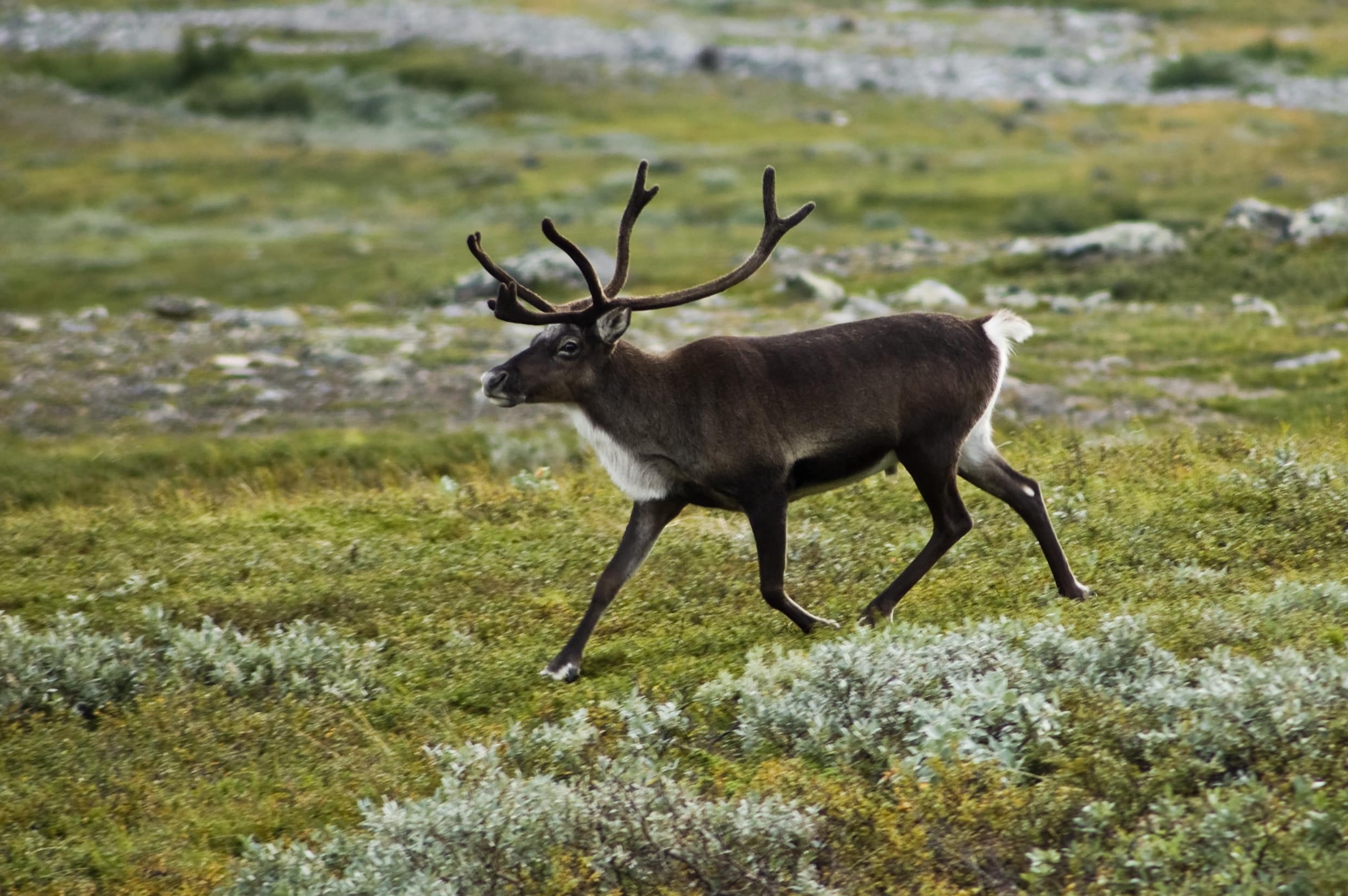 Strolling reindeer Strolling reindeer