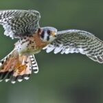Kestrel