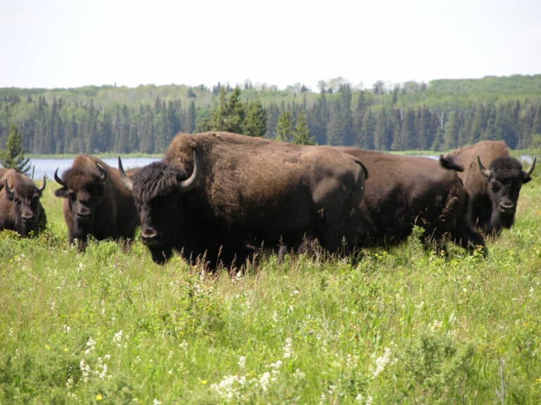 Bison herd – Lake Audy – Riding Mountain National Park Bison herd – Lake Audy – Riding Mountain National Park