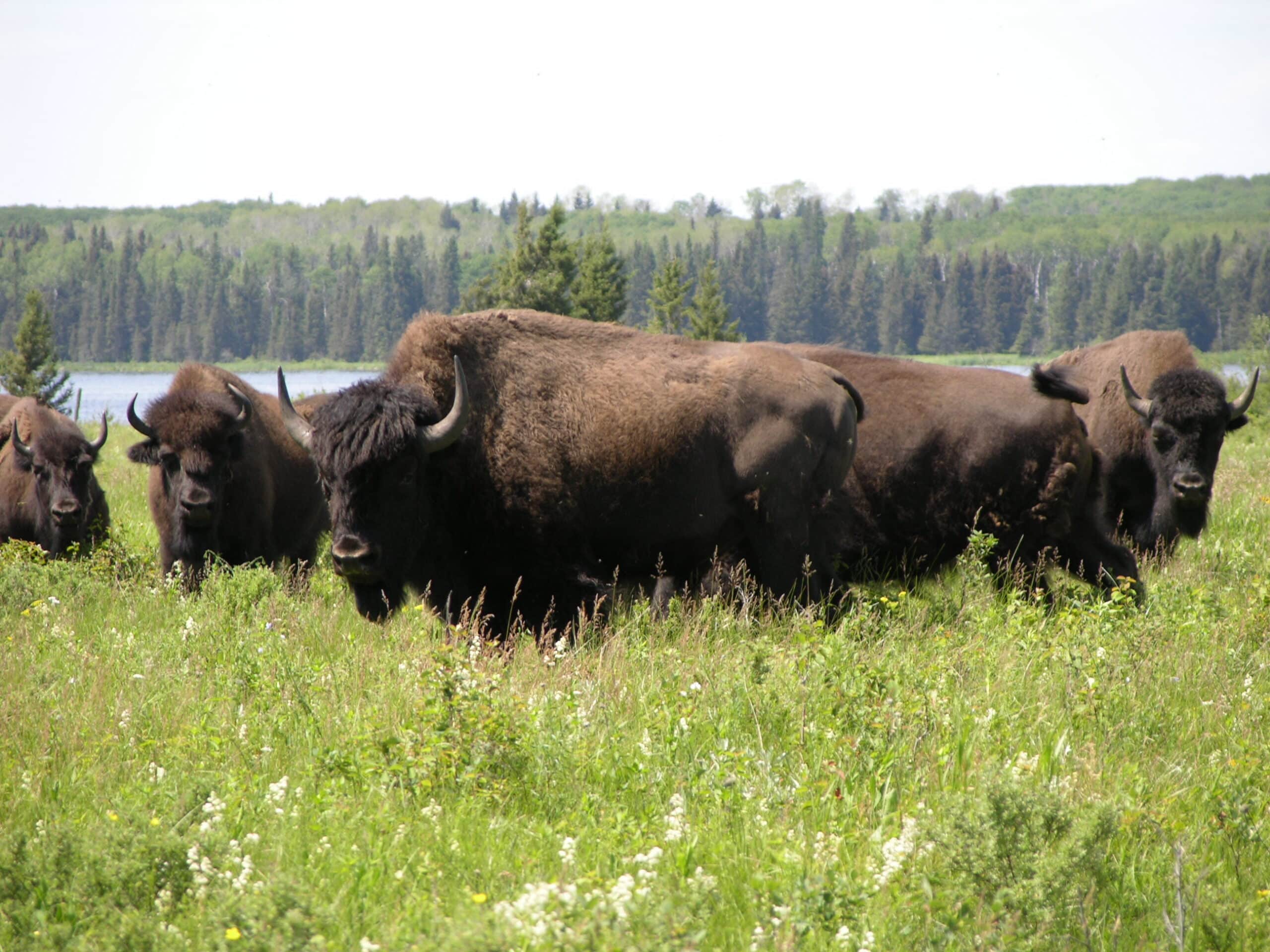Bison herd – Lake Audy – Riding Mountain National Park Bison herd – Lake Audy – Riding Mountain National Park