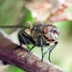 Fly