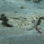 Flounder