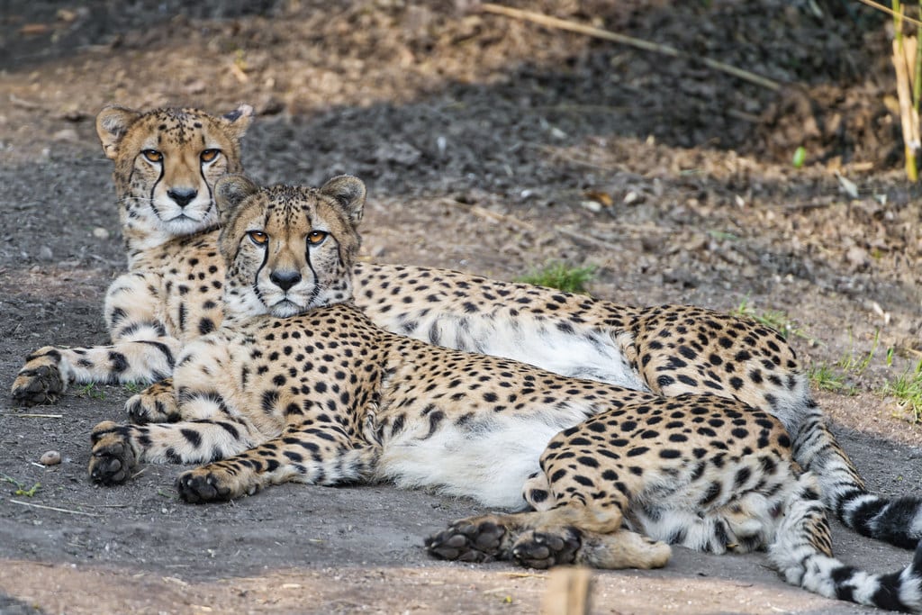 Two male cheetahs lying together Two male cheetahs lying together