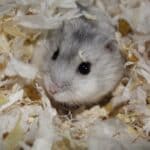 Grey Dwarf Hamster in habitat