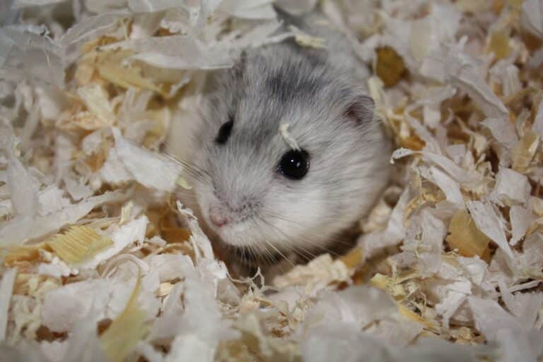 Grey Dwarf Hamster in habitat Hamster