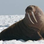Pacific Walrus – Bull (8247646168) cropped