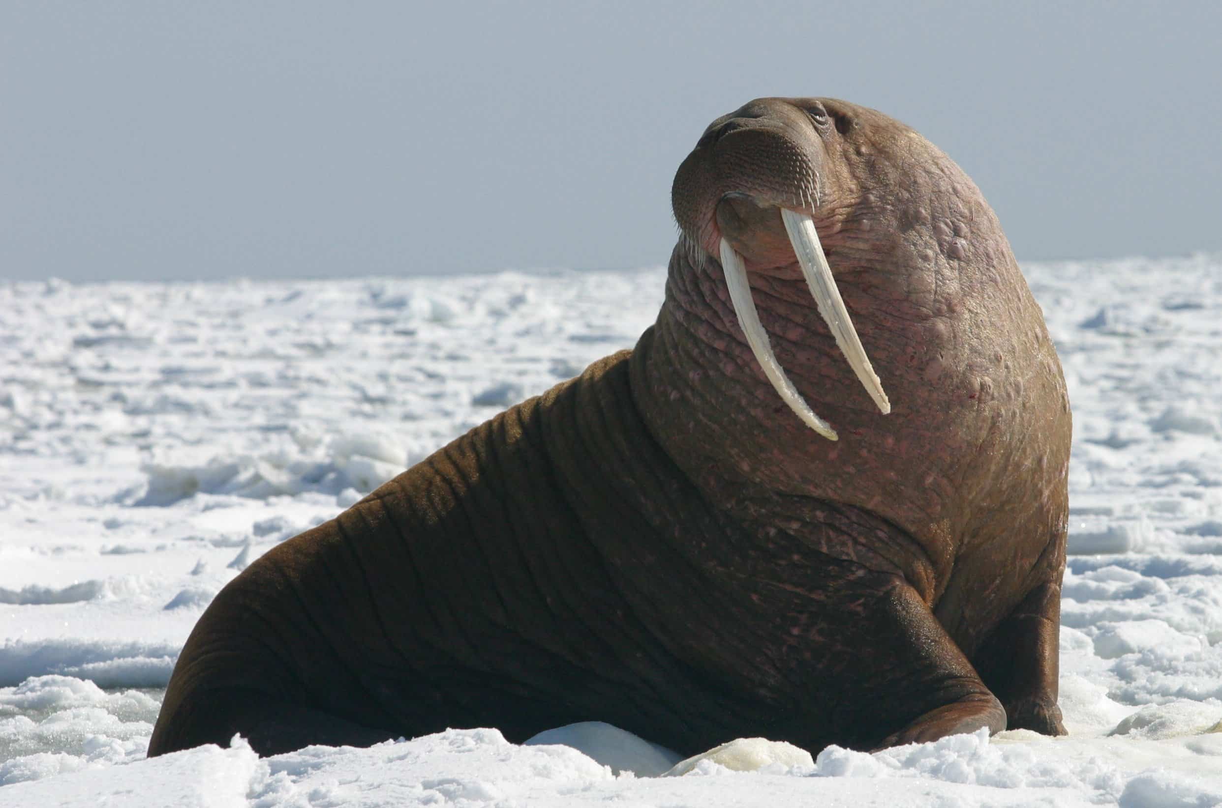 Pacific Walrus – Bull (8247646168) cropped Pacific Walrus – Bull (8247646168) cropped Walrus