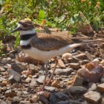 Killdeer