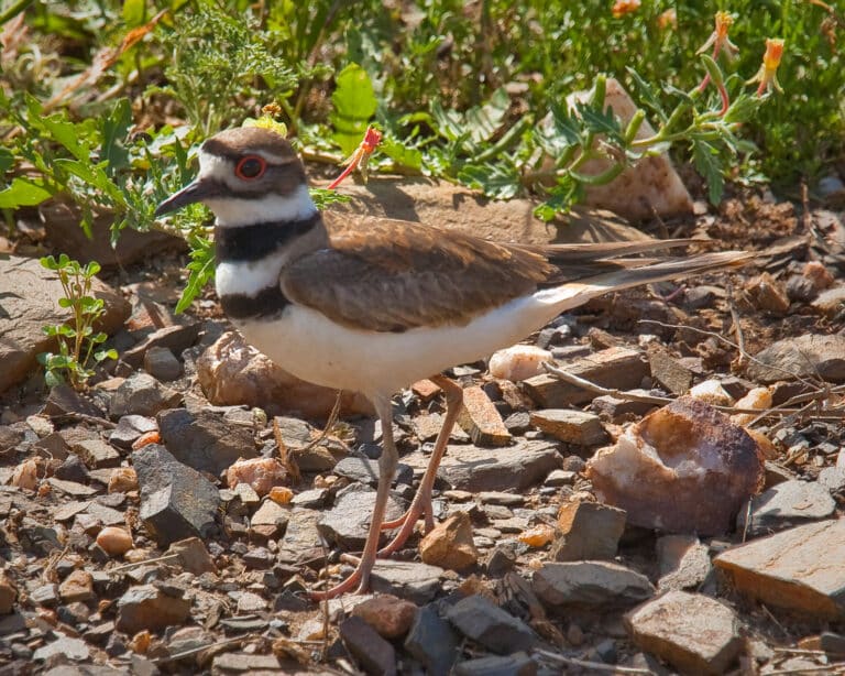 Charadrius vociferus tx3 Charadrius vociferus tx3 Killdeer