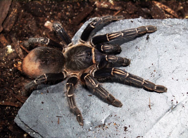 Aphonopelma seemanni 004