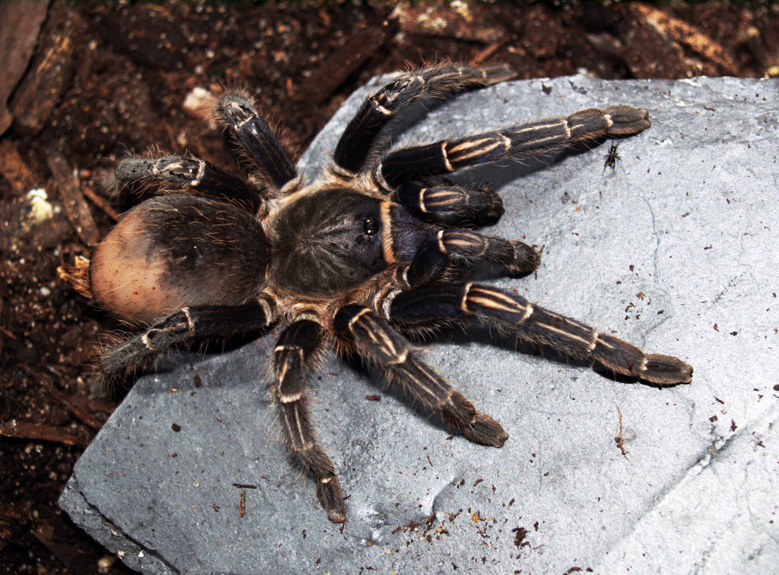 Aphonopelma seemanni 004