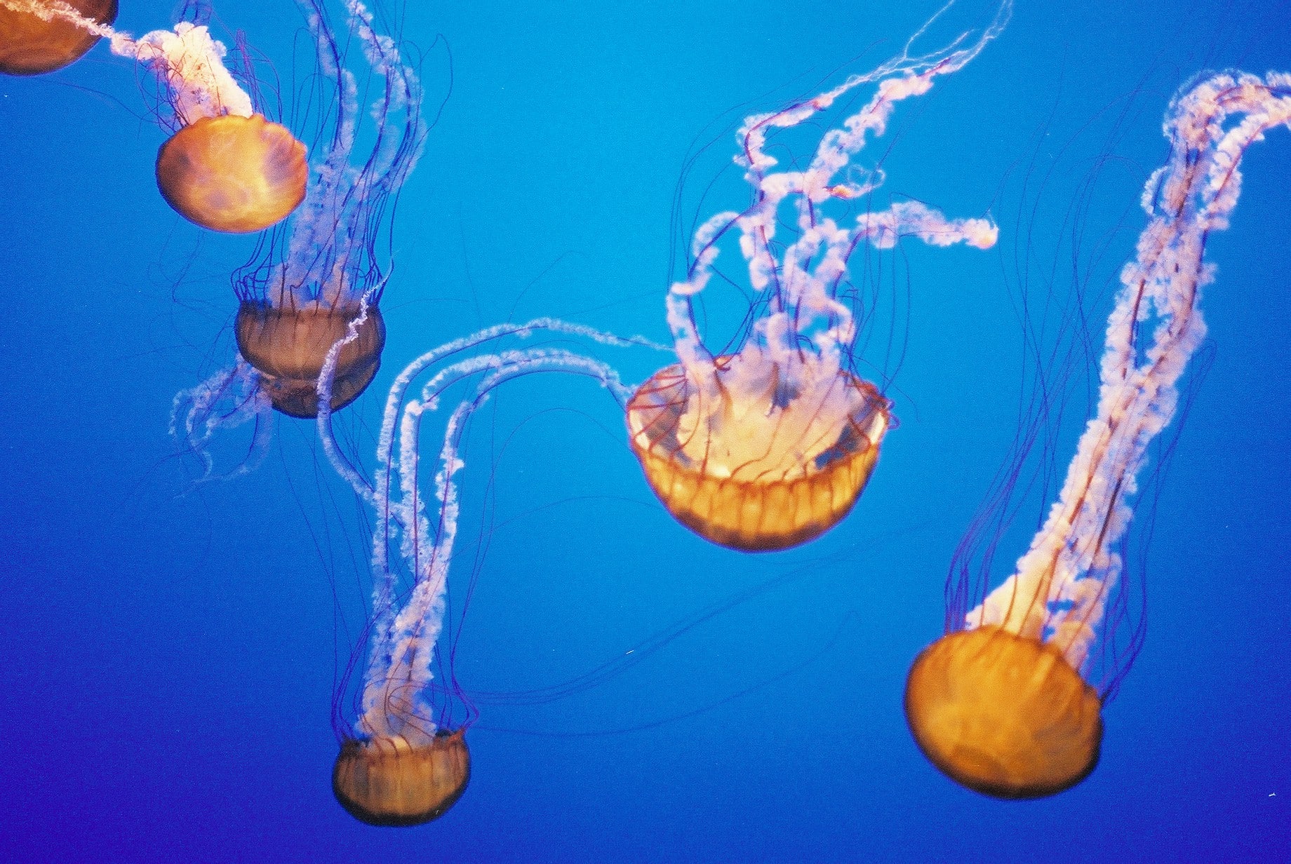 Jellyfish in the Montery Bay Aquarium Jellyfish in the Montery Bay Aquarium