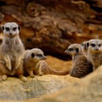 Meerkat