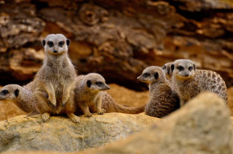 Meerkats – 50885958857 Meerkat