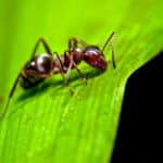 Ant