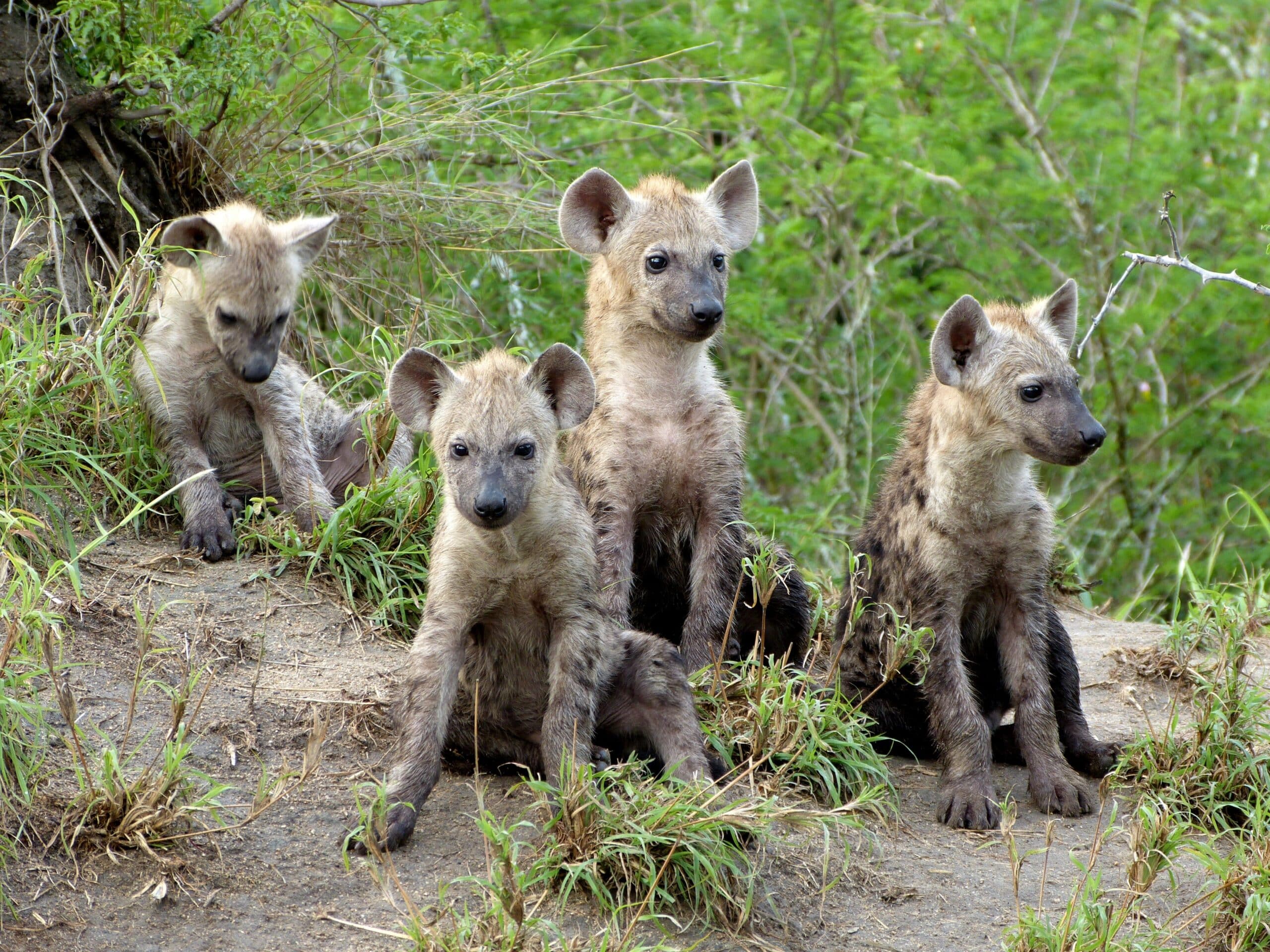 Spotted hyena cubs in Limpopo Spotted hyena cubs in Limpopo