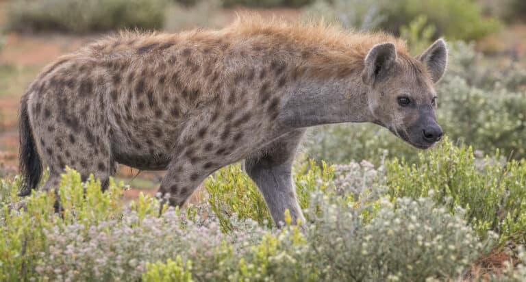 Spotted hyena (Crocuta crocuta) Spotted hyena (Crocuta crocuta)