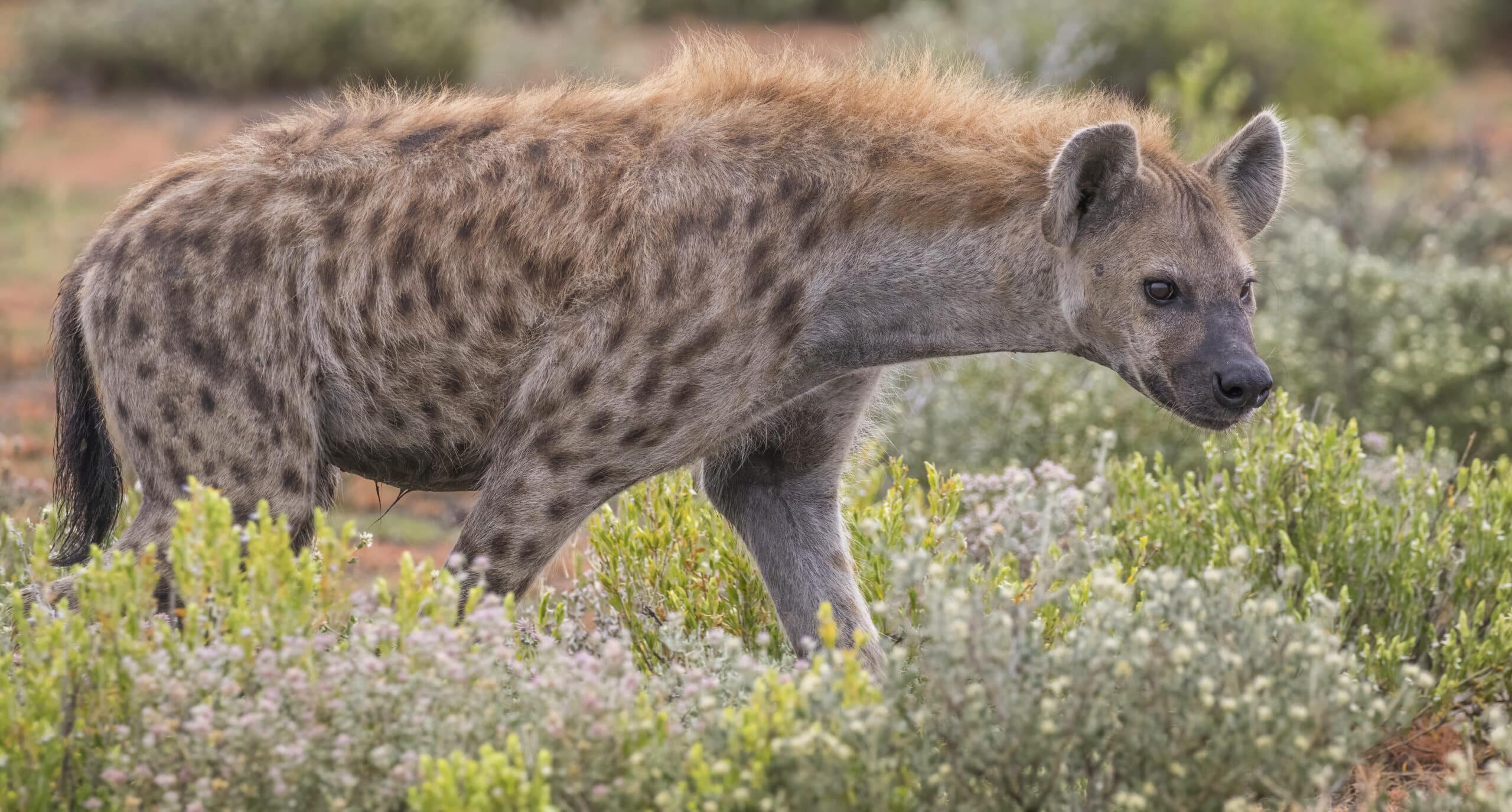 Spotted hyena (Crocuta crocuta) Spotted hyena (Crocuta crocuta)