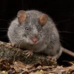 Mouse