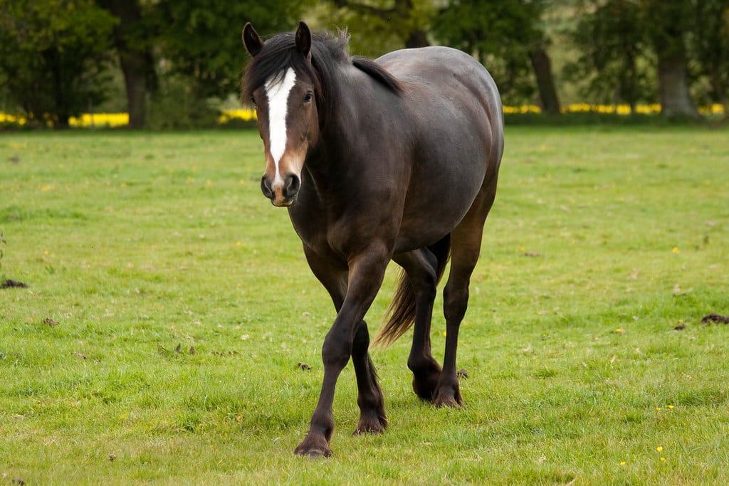 Horses