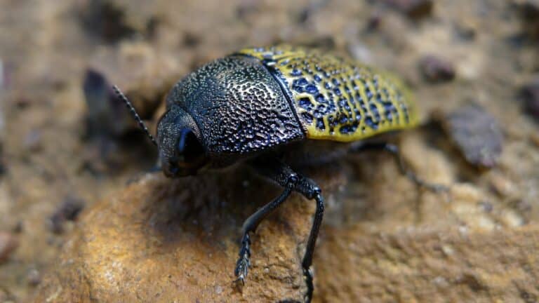 Jewel Beetle (6419855723) Jewel Beetle