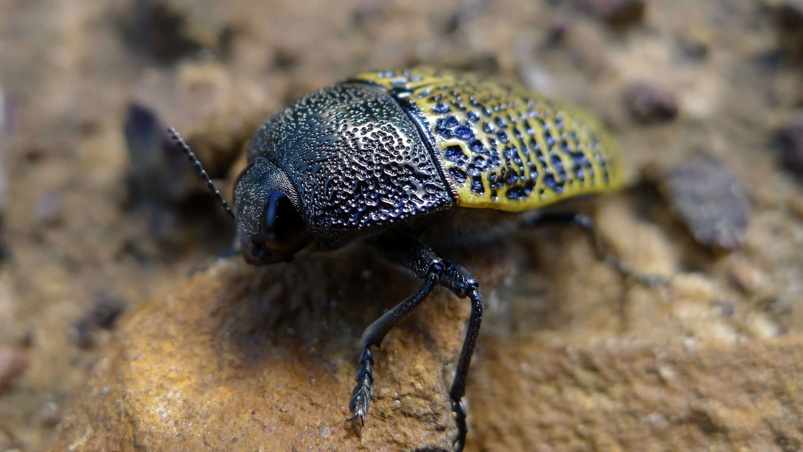 Jewel Beetle (6419855723)  Jewel Beetle