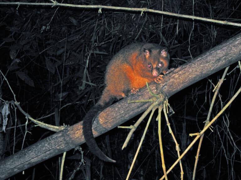 Coppery Brushtail Possum (3625102158)
