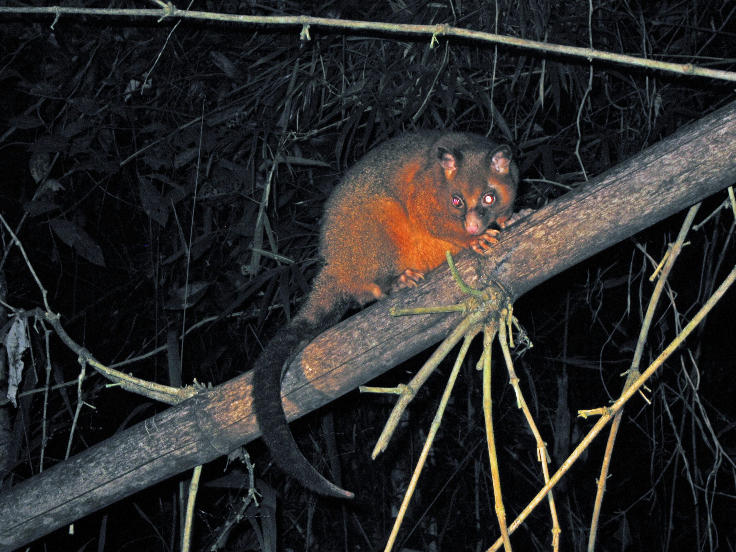 Coppery Brushtail Possum (3625102158)