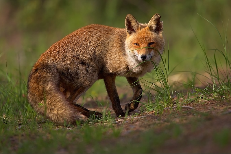 Vulpes vulpes 1 (Martin Mecnarowski) Vulpes vulpes 1 (Martin Mecnarowski)