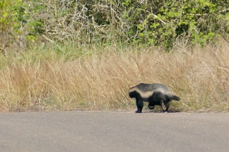 Ratel (Mellivora capensis) (52545666782) Ratel (Mellivora capensis) (52545666782)
