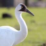 Grus americana (Whooping Crane) 03