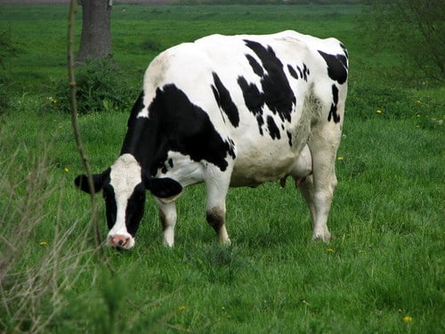 Cow on Kegworth canal bridge