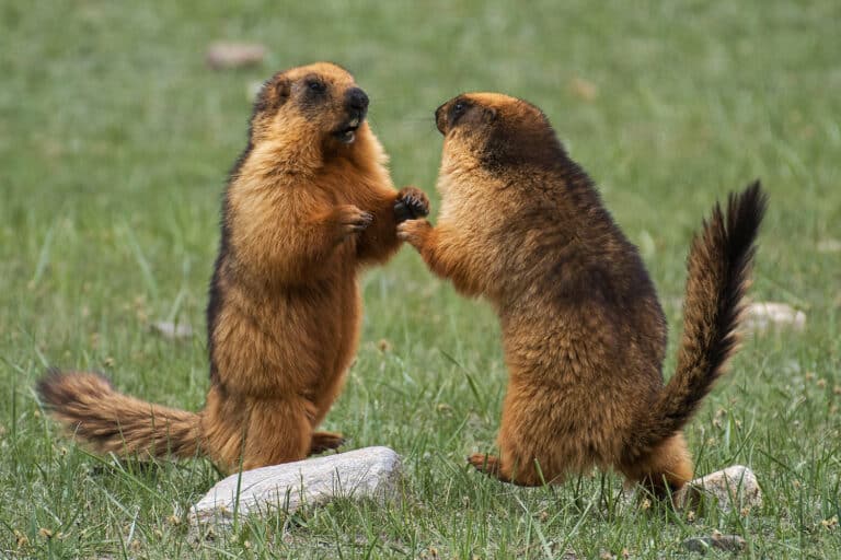 Long-tailed Marmot – Shreeram M V – Suru Valley Long-tailed Marmot – Shreeram M V – Suru Valley