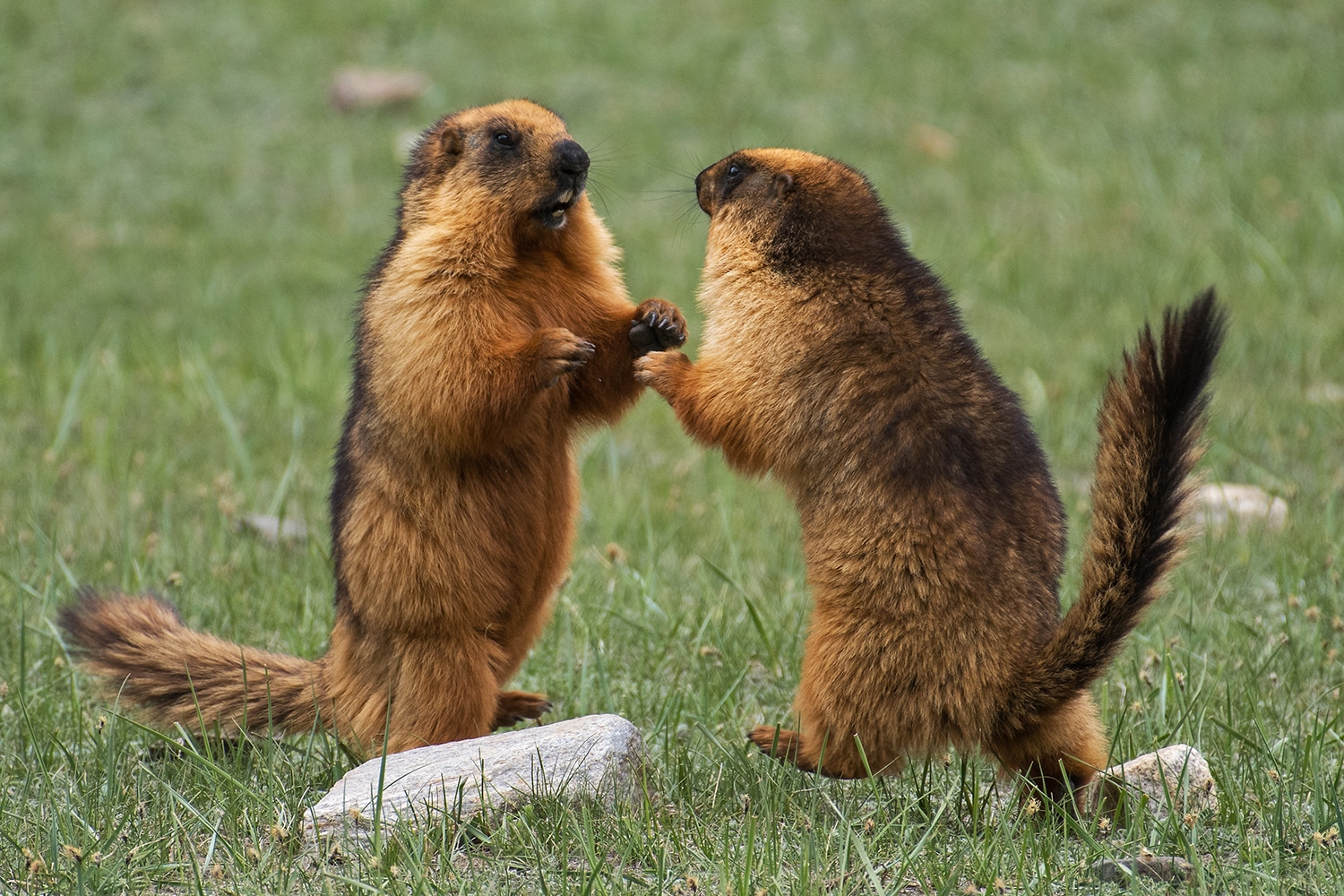 Long-tailed Marmot – Shreeram M V – Suru Valley Long-tailed Marmot – Shreeram M V – Suru Valley