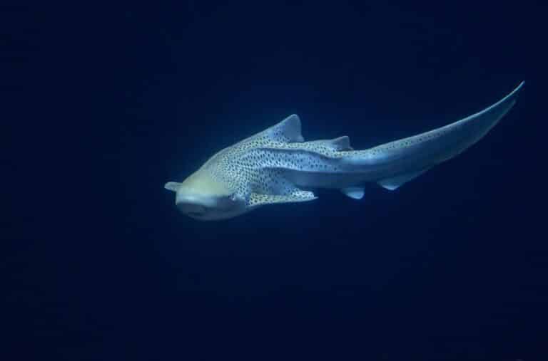 Zebra shark (Stegostoma fasciatum) Zebra shark (Stegostoma fasciatum) Zebra Shark